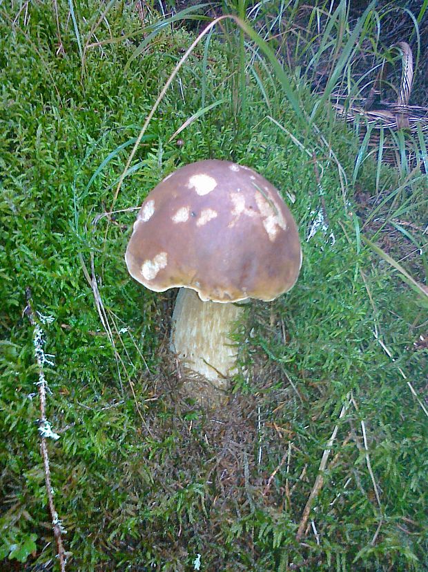 hríb smrekový Boletus edulis Bull.