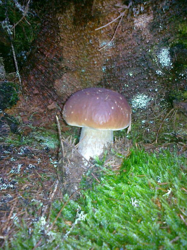 hríb smrekový Boletus edulis Bull.