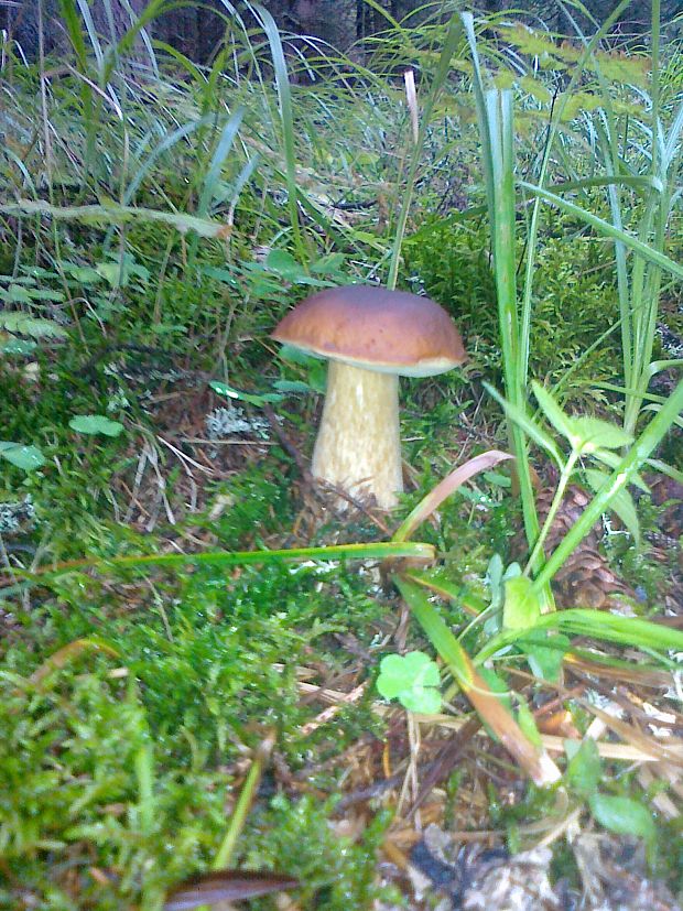 hríb smrekový Boletus edulis Bull.