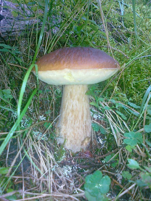 hríb smrekový Boletus edulis Bull.