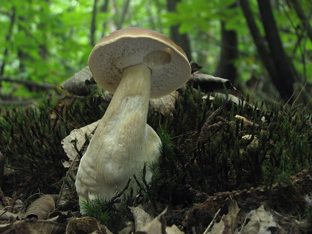 hríb smrekový Boletus edulis Bull.