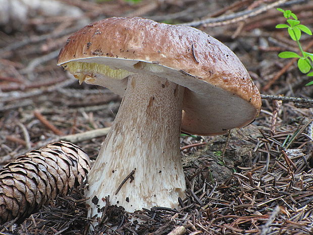 hríb smrekový Boletus edulis Bull.