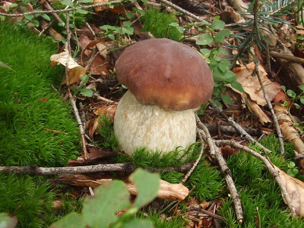 hríb smrekový Boletus edulis Bull.