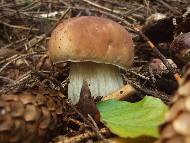 hríb smrekový Boletus edulis Bull.