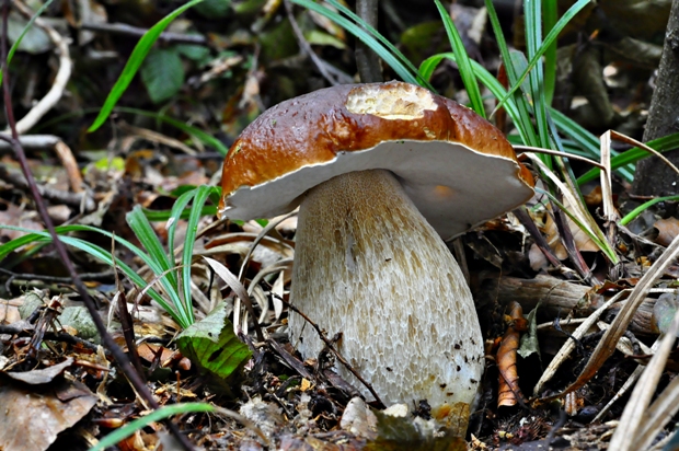 hríb smrekový Boletus edulis Bull.