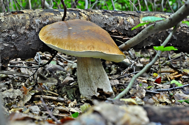 hríb smrekový Boletus edulis Bull.