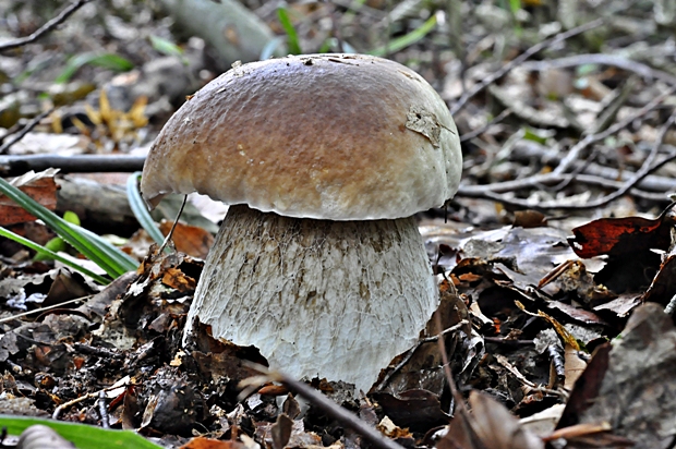 hríb smrekový Boletus edulis Bull.