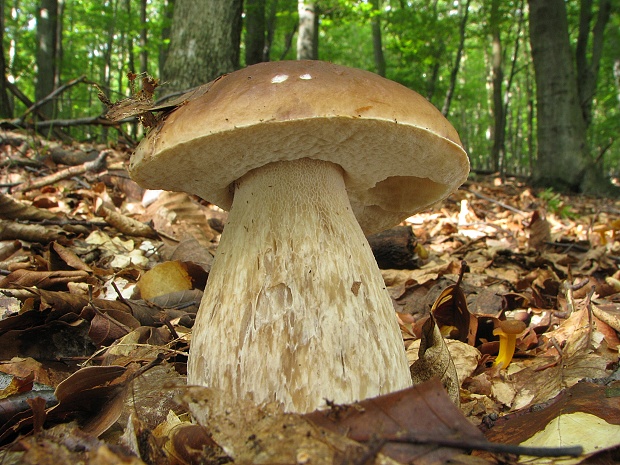 hríb smrekový Boletus edulis Bull.