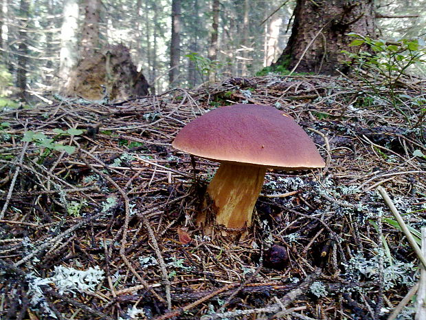 hríb sosnový Boletus pinophilus Pil. et Dermek in Pil.