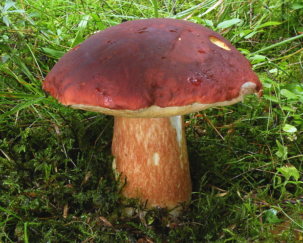 hríb sosnový Boletus pinophilus Pil. et Dermek in Pil.