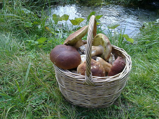 hríb dubový Boletus reticulatus Schaeff.