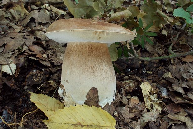 hríb dubový Boletus reticulatus Schaeff.