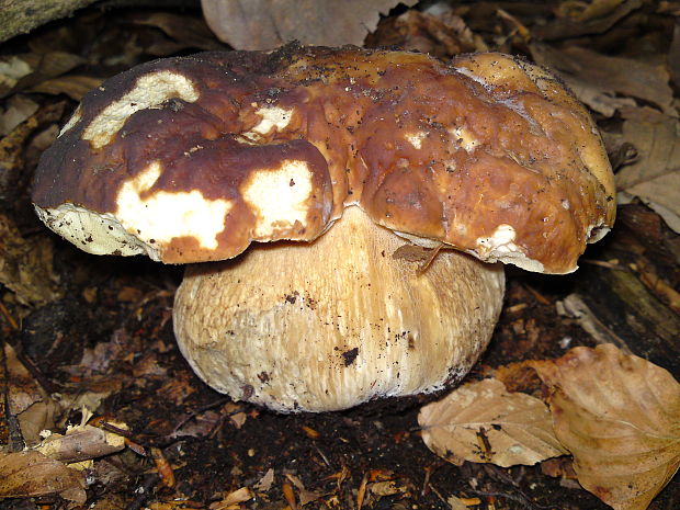 hríb dubový Boletus reticulatus Schaeff.