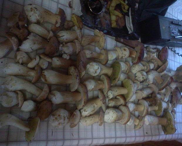 hríb dubový Boletus reticulatus Schaeff.