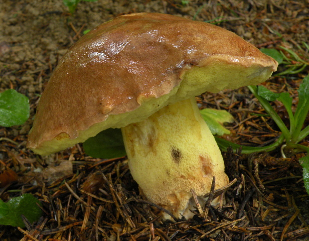 hríb horský Butyriboletus subappendiculatus (Dermek, Lazebn. & J. Veselský) D. Arora & J.L. Frank