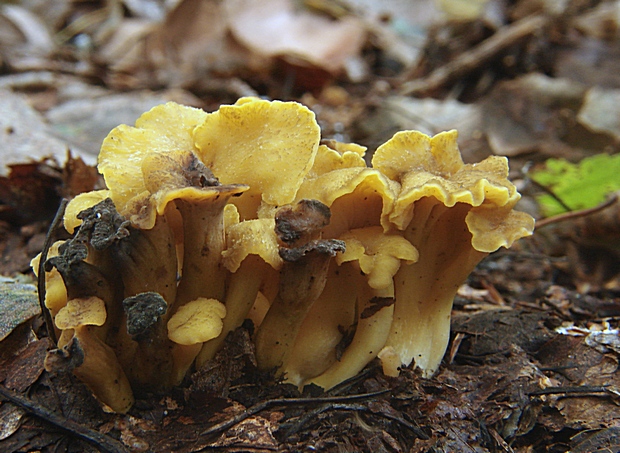 kuriatko černejúce Cantharellus melanoxeros Desm.