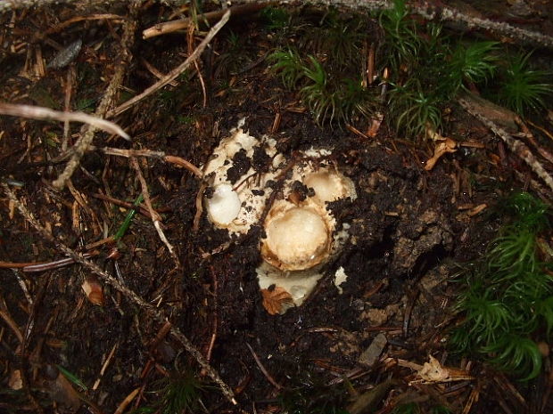 náramkovka cisárska Catathelasma imperiale (P. Karst.) Singer