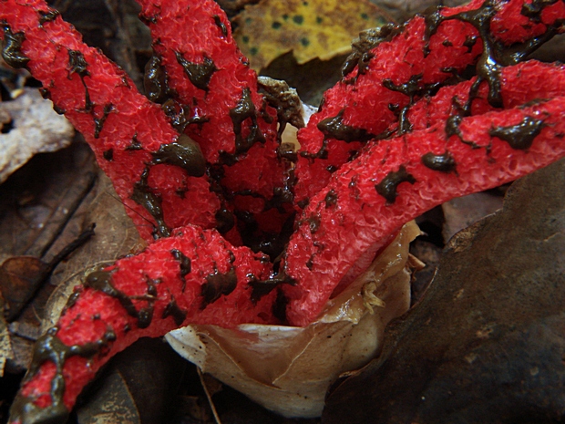 mrežovka kvetovitá Clathrus archeri (Berk.) Dring