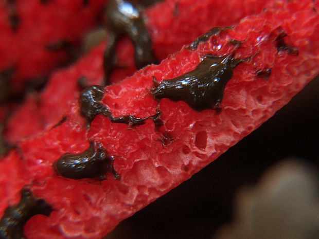 mrežovka kvetovitá Clathrus archeri (Berk.) Dring