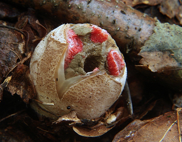 mrežovka kvetovitá Clathrus archeri (Berk.) Dring