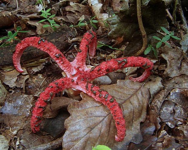 mrežovka kvetovitá Clathrus archeri (Berk.) Dring