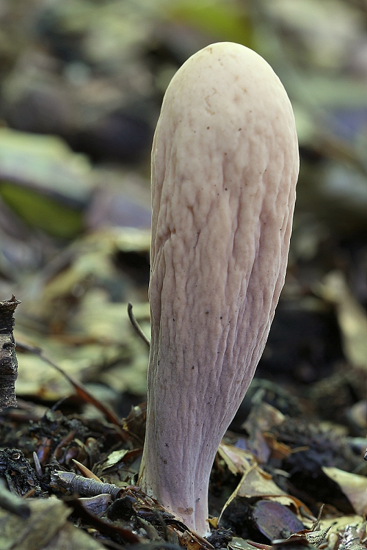 kyjak obrovský Clavariadelphus pistillaris (Fr.) Donk