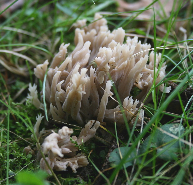 konárovka hrebenitá Clavulina coralloides (L.) J. Schröt.