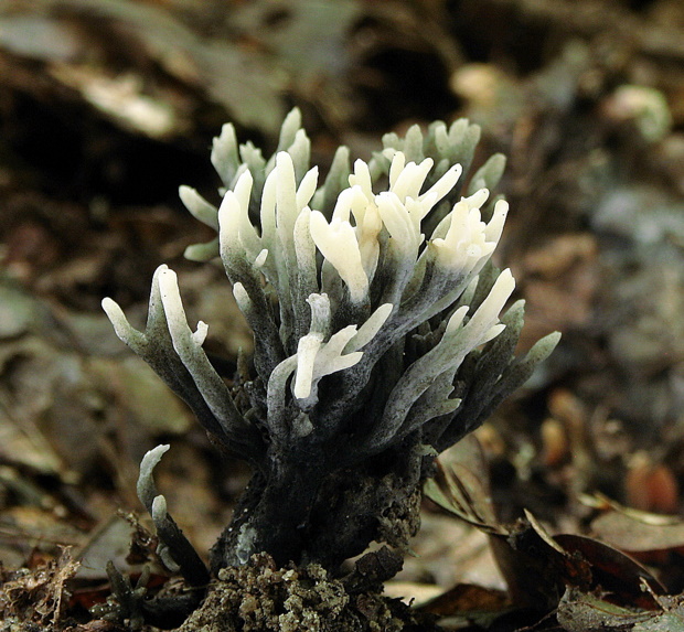 konárovka Clavulina cristata