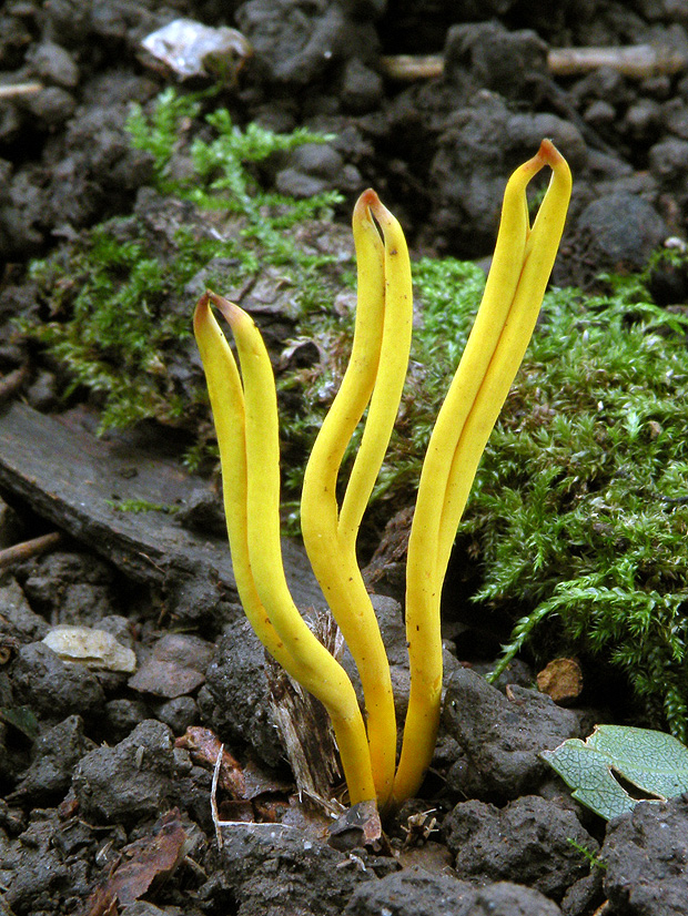 pakonárovka Clavulinopsis sp.