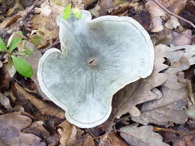 strmuľka anízová Clitocybe odora (Bull.) P. Kumm.