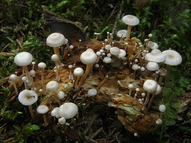 peniazovka Collybia sp.