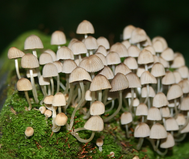 hnojník rozsiaty Coprinellus disseminatus (Pers.) J.E. Lange