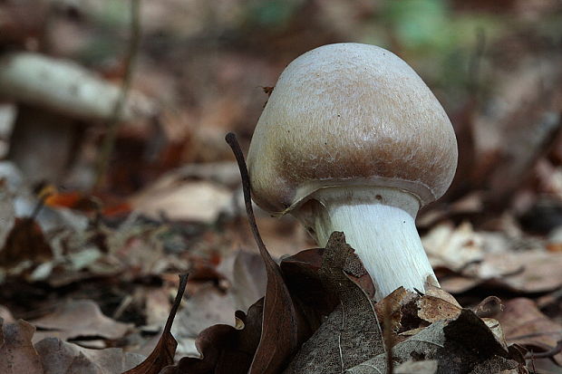 pavučinovec inovaťový Cortinarius caperatus (Pers.) Fr.