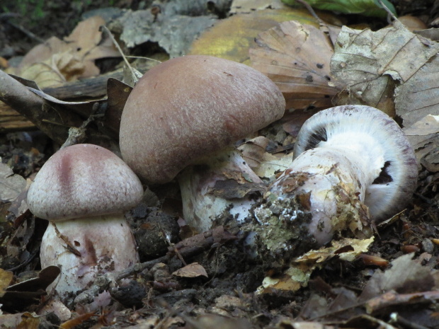 pavučinovec Cortinarius sp.