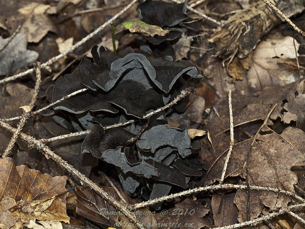 lievik trúbkovitý Craterellus cornucopioides (L.) Pers.