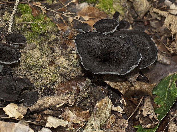 lievik trúbkovitý Craterellus cornucopioides (L.) Pers.