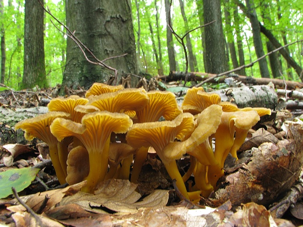 kuriatko lievikovité Craterellus tubaeformis (Fr.) Quél.