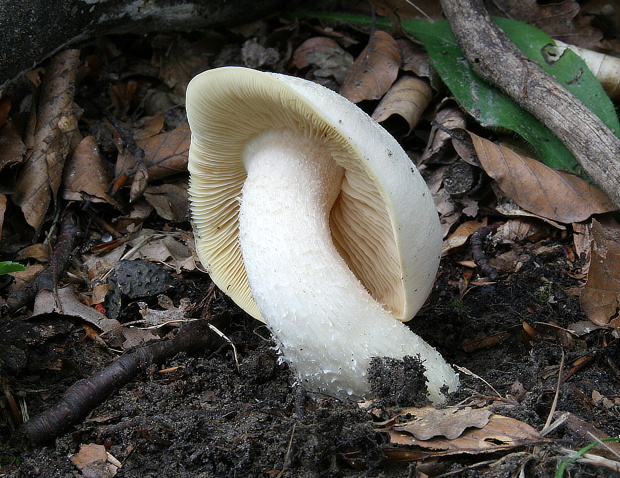 hodvábnica veľká Entoloma sinuatum (Bull.) P. Kumm.