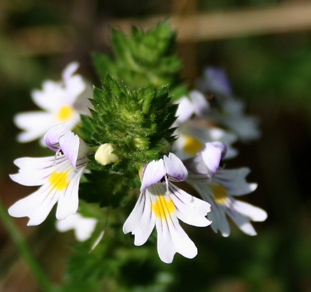 očianka rostkovova Euphrasia rostkoviana Hayne