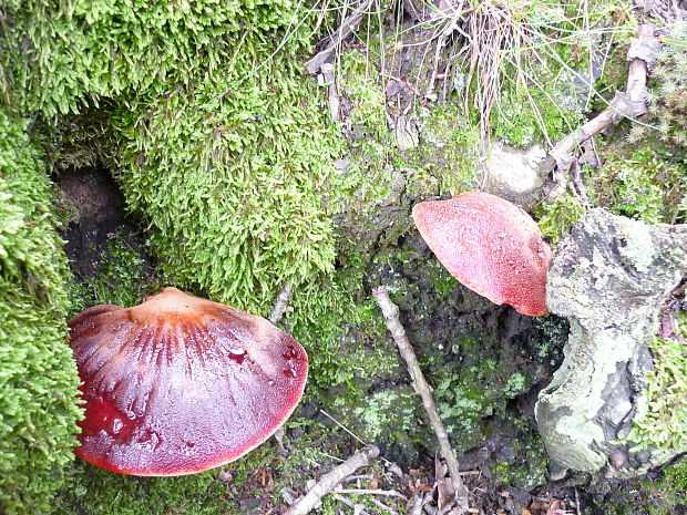 pečeňovec dubový Fistulina hepatica (Schaeff.) With.