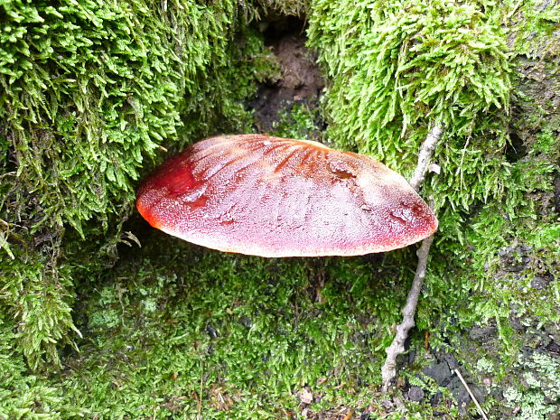 pečeňovec dubový Fistulina hepatica (Schaeff.) With.