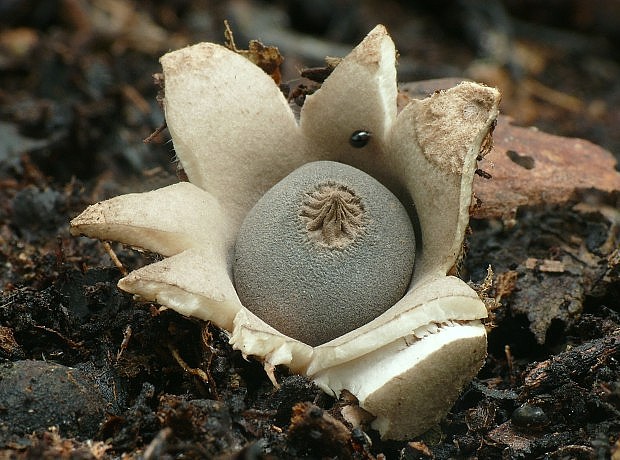 hviezdovka Berkeleyova Geastrum berkeleyi Massee