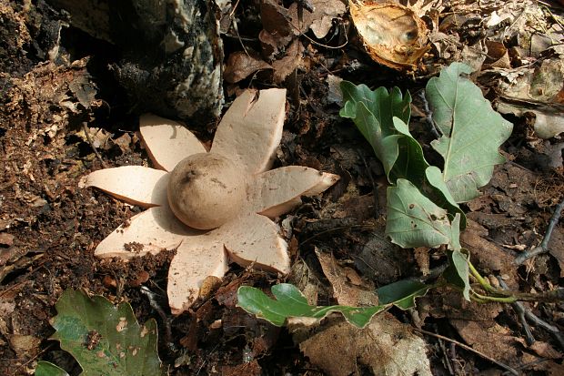 hviezdovka červenkastá Geastrum rufescens Pers.