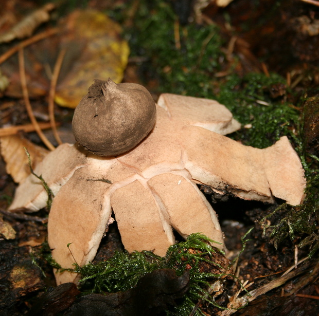 hviezdovka červenkastá Geastrum rufescens Pers.