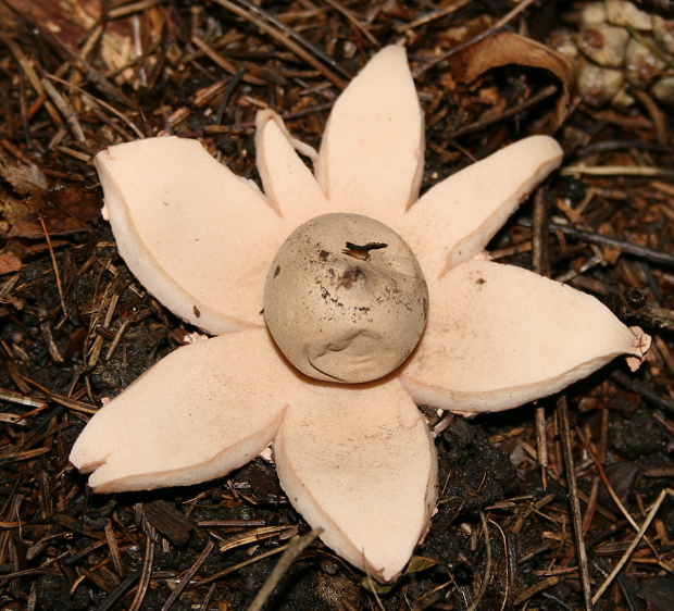 hviezdovka červenkastá Geastrum rufescens Pers.