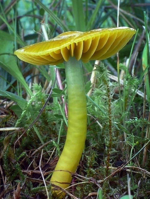 lúčnica žltozelená Gliophorus psittacinus (Schaeff.) Herink