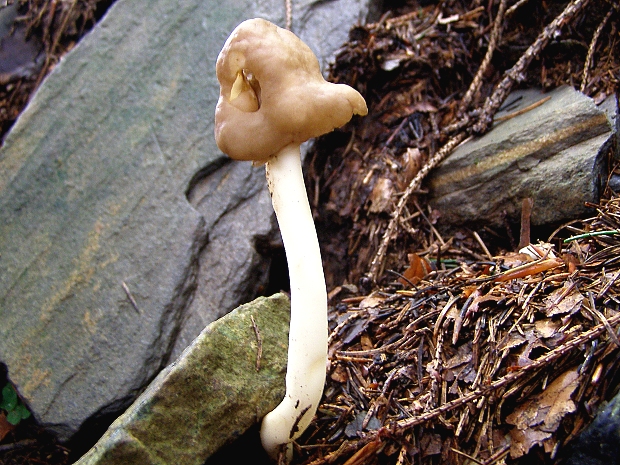 chriapač pružný-chřapáč pružný Helvella elastica Bull.