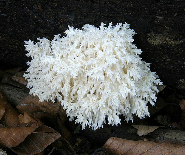 koralovec bukový Hericium coralloides (Scop.) Pers.