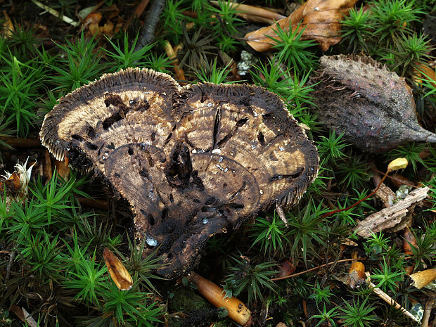 jelenkovka Hydnellum compactum (Pers.) P.Karst.