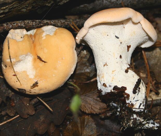 jelenka poprehýbaná  Hydnum repandum L.